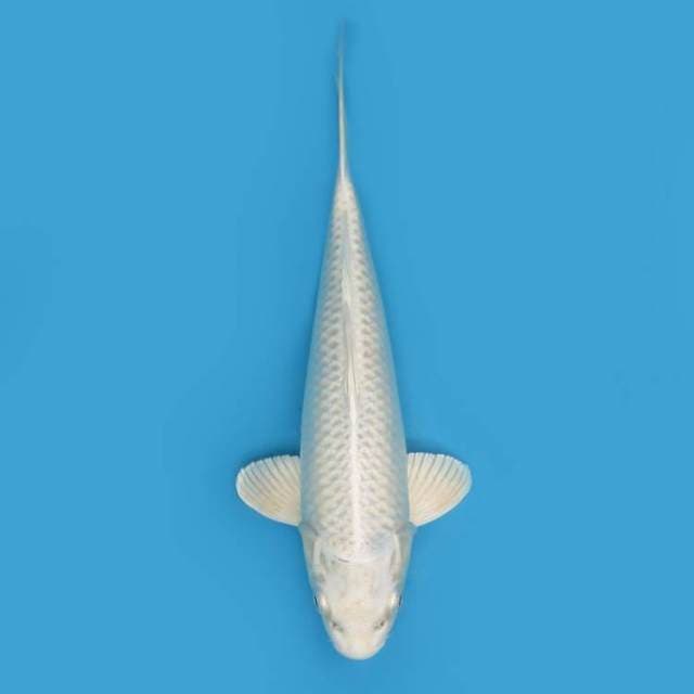 PLATINUM 26 CM