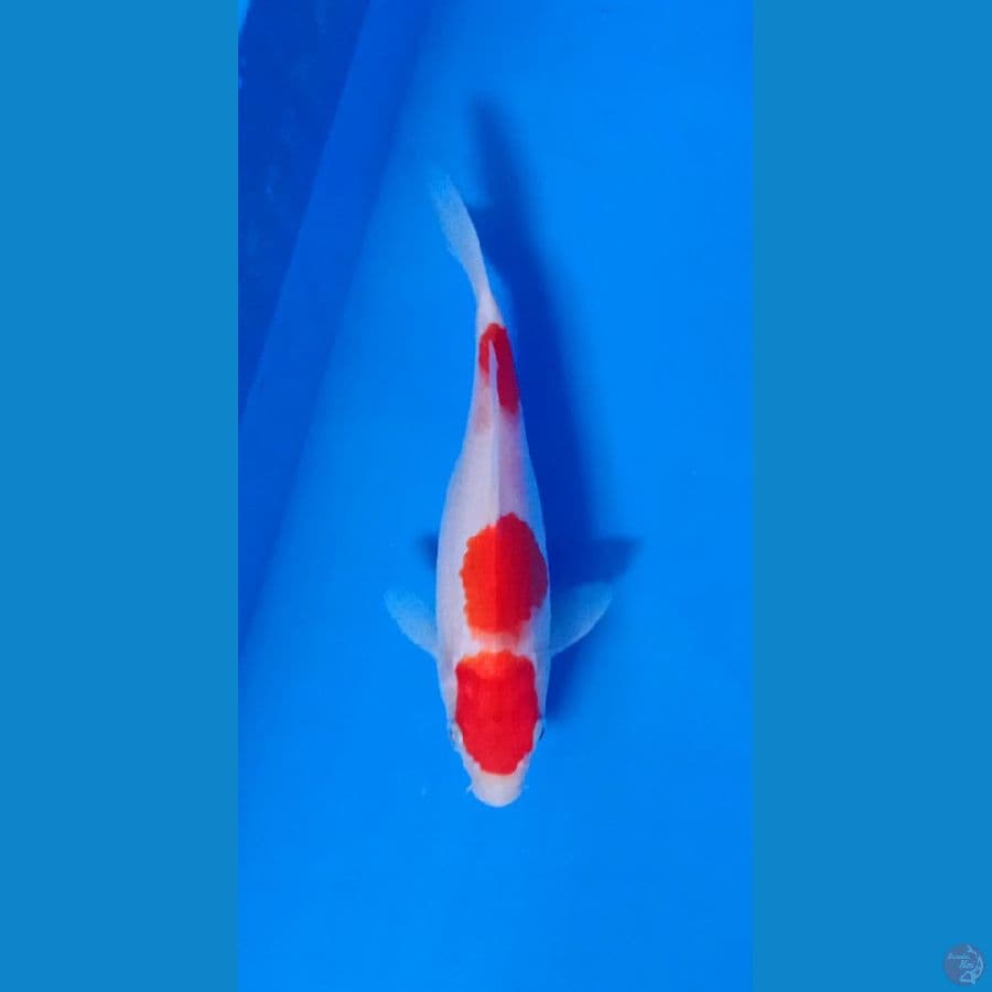Kohaku 19cm