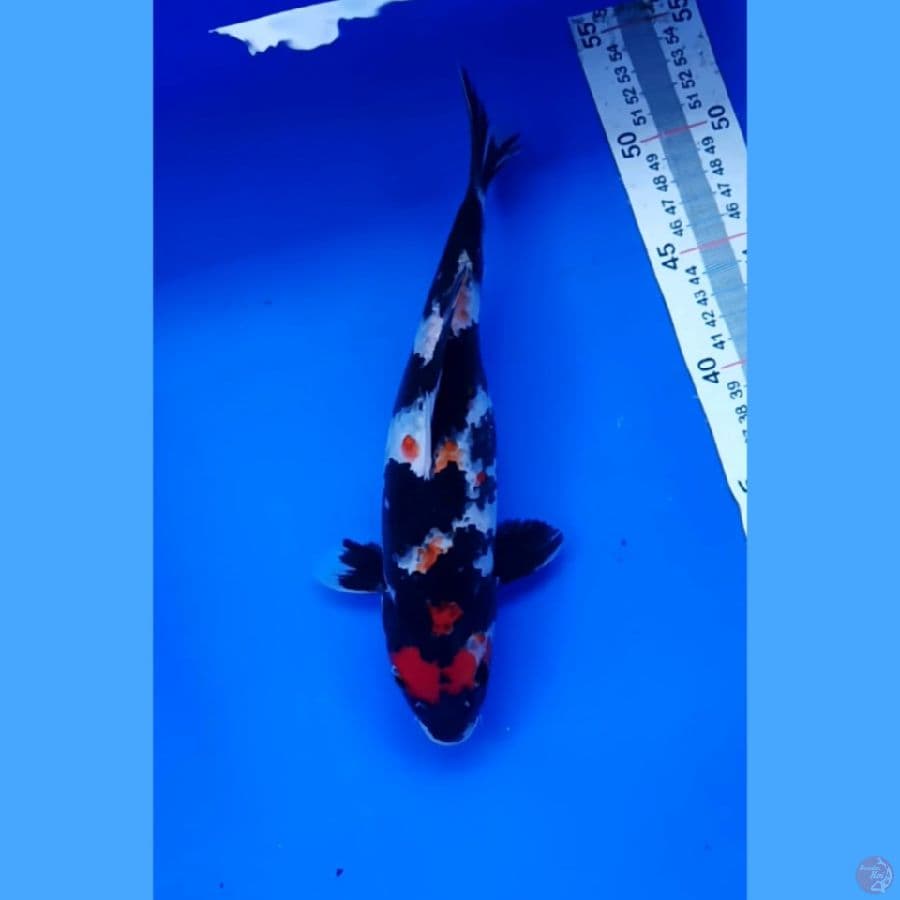 showa 25 cm