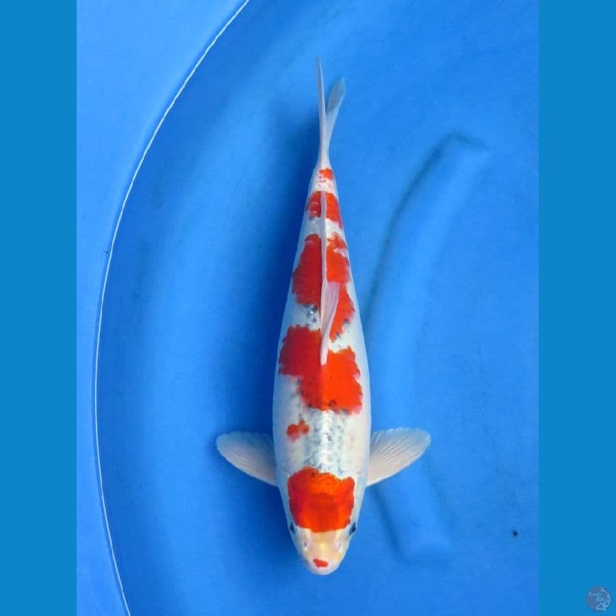 38cm - Goshiki Evo Male