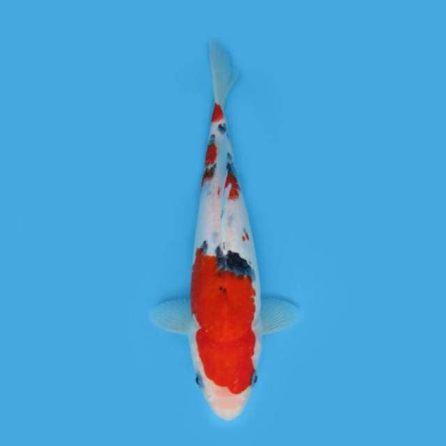 SANKE TATEGOI 23 CM