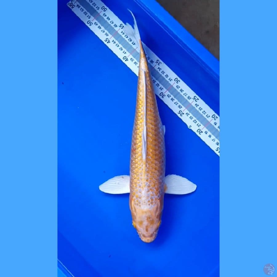 44 cm