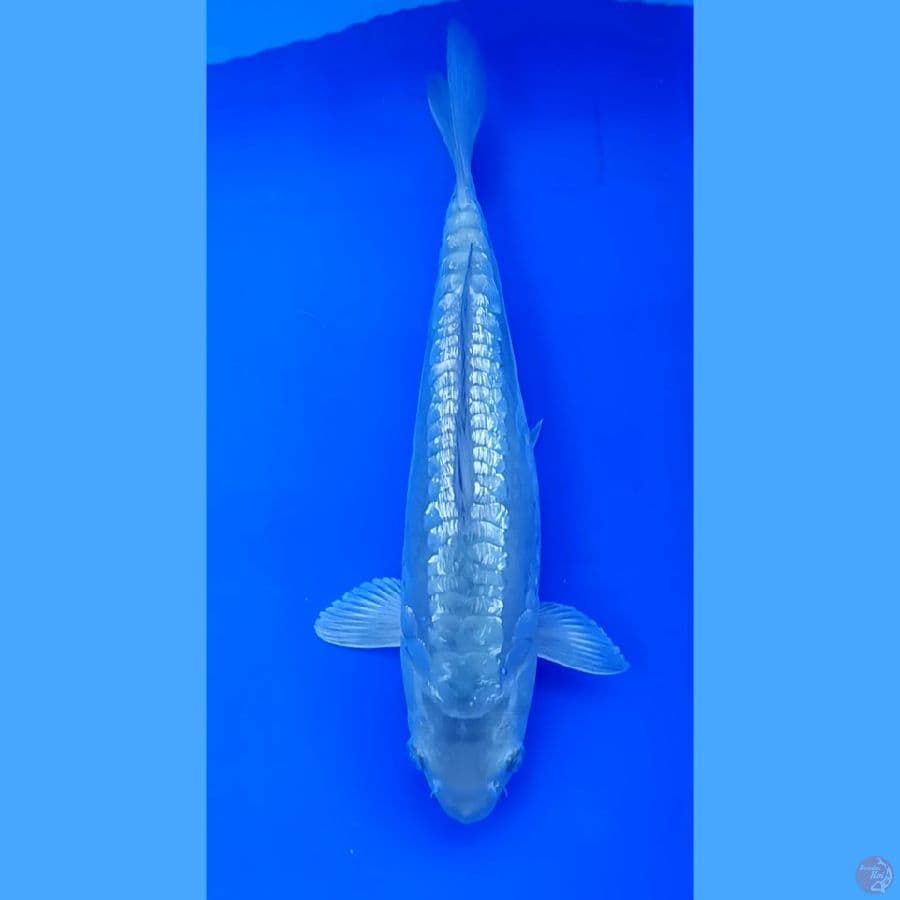 aragoke 32 cm