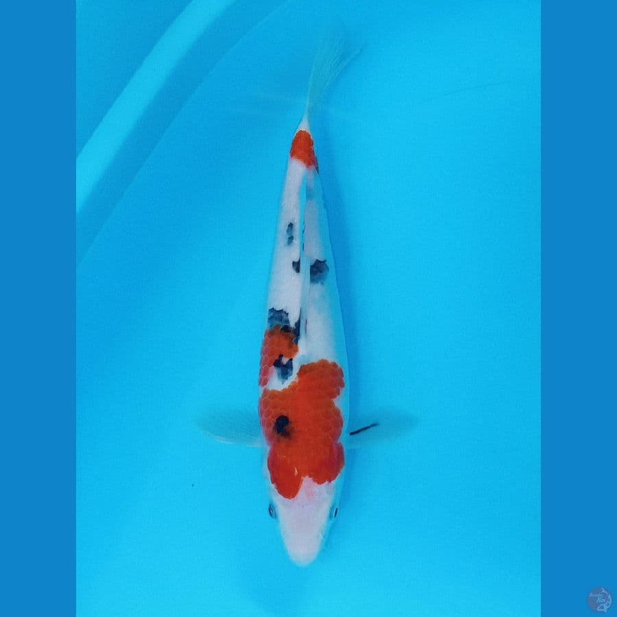 SANKE 29 CM ORI