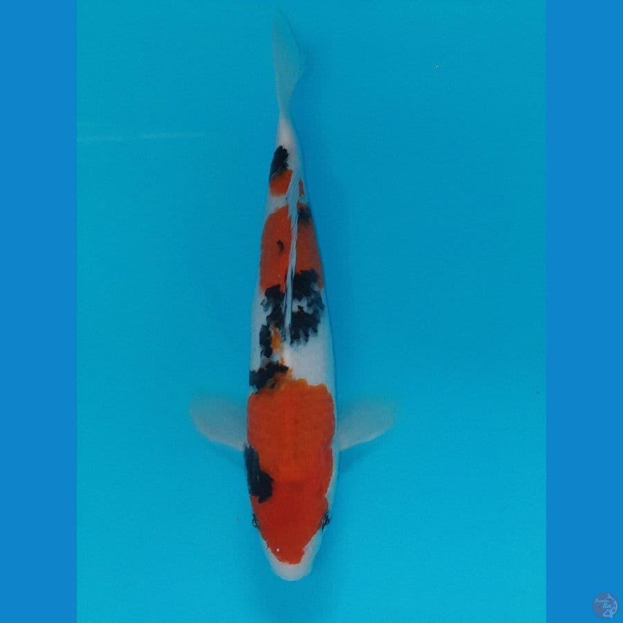 SANKE 26 CM ORI