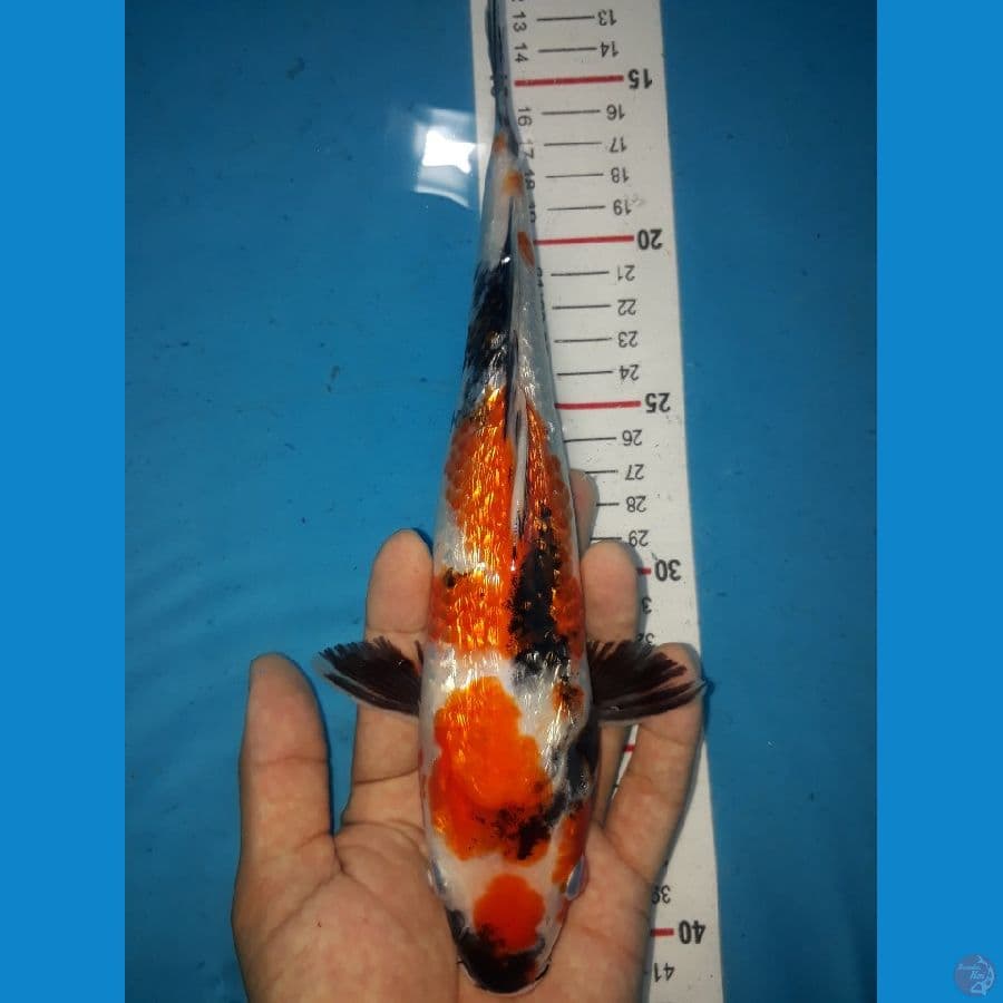 HQ Kinginrin A 26cm/unchek
