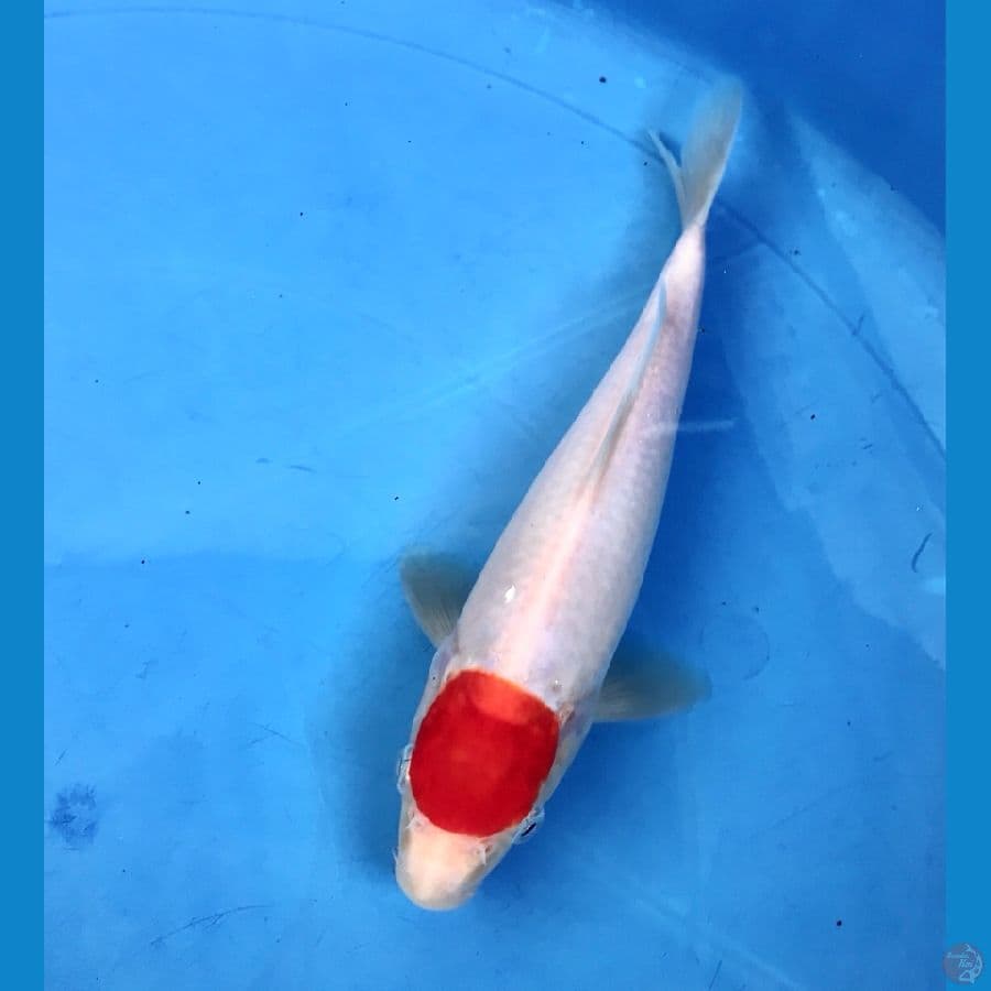tancho kohaku 20cm