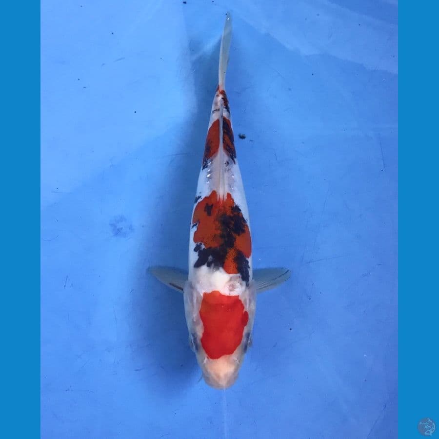 sanke doitsu 18cm