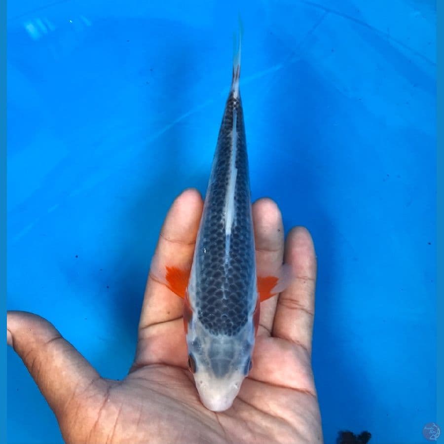 asagi 18cm