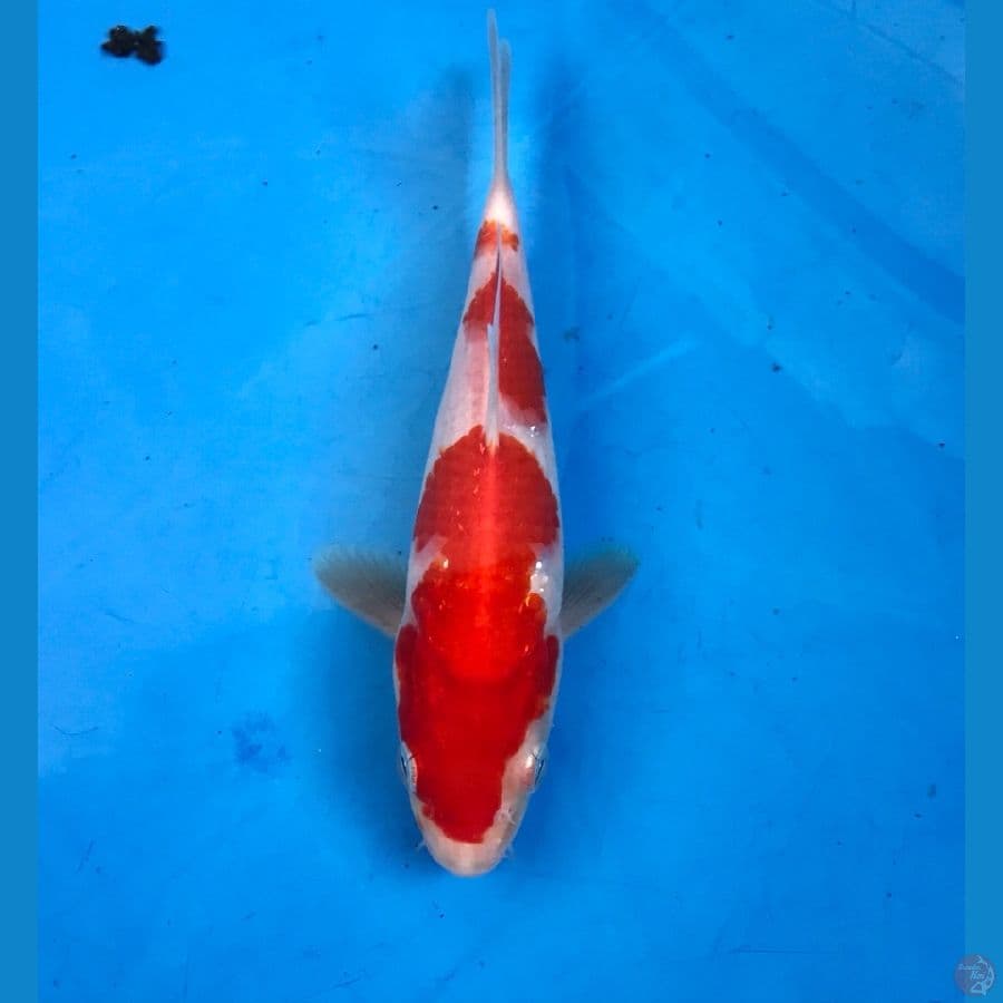 kohaku 17cm
