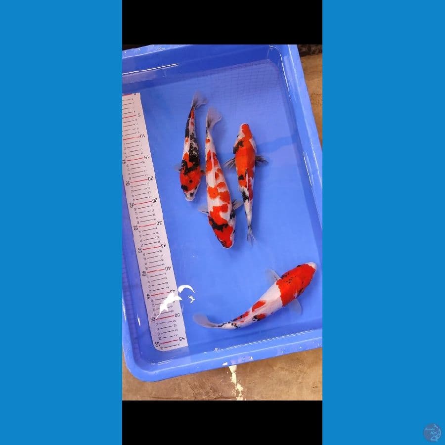 paket showa tategoi f1 -+ 25 29 cm