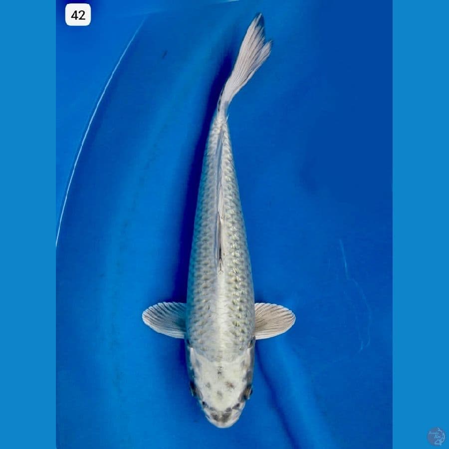 Ogon 42cm