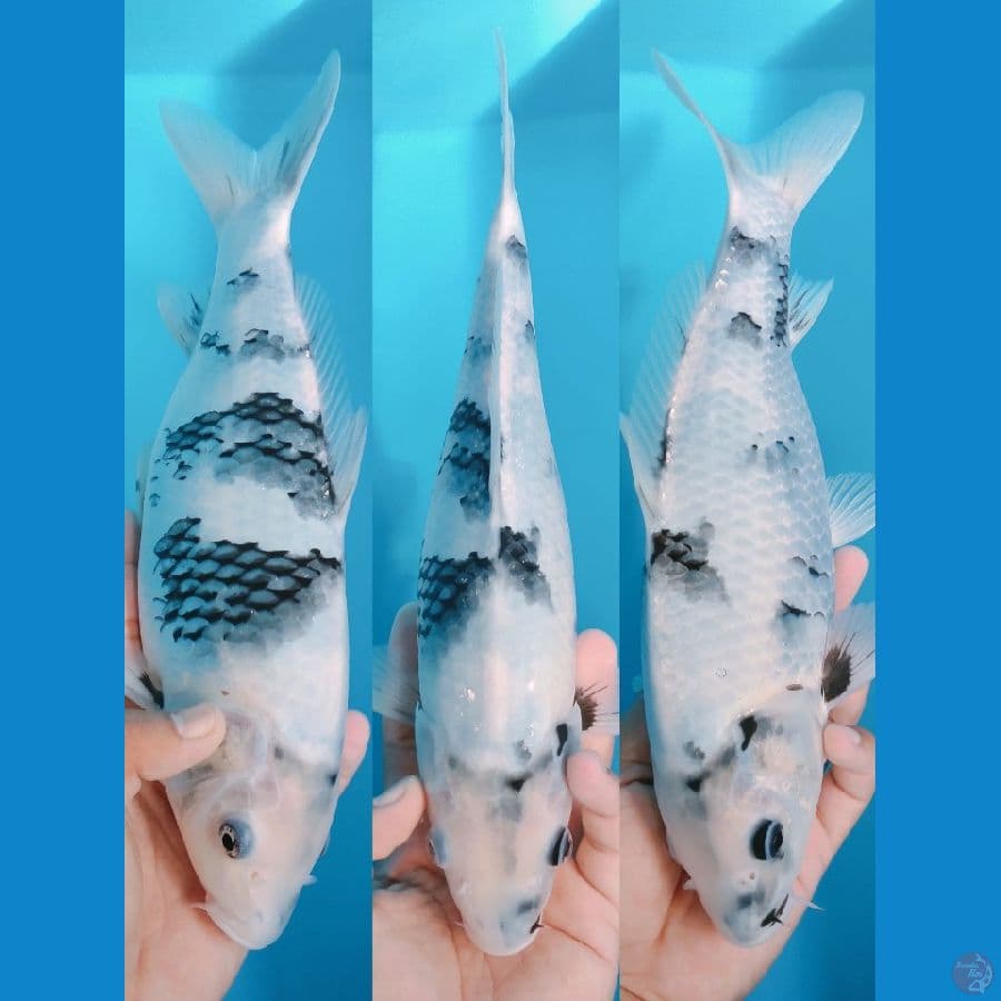 shiro bahan keep30cm