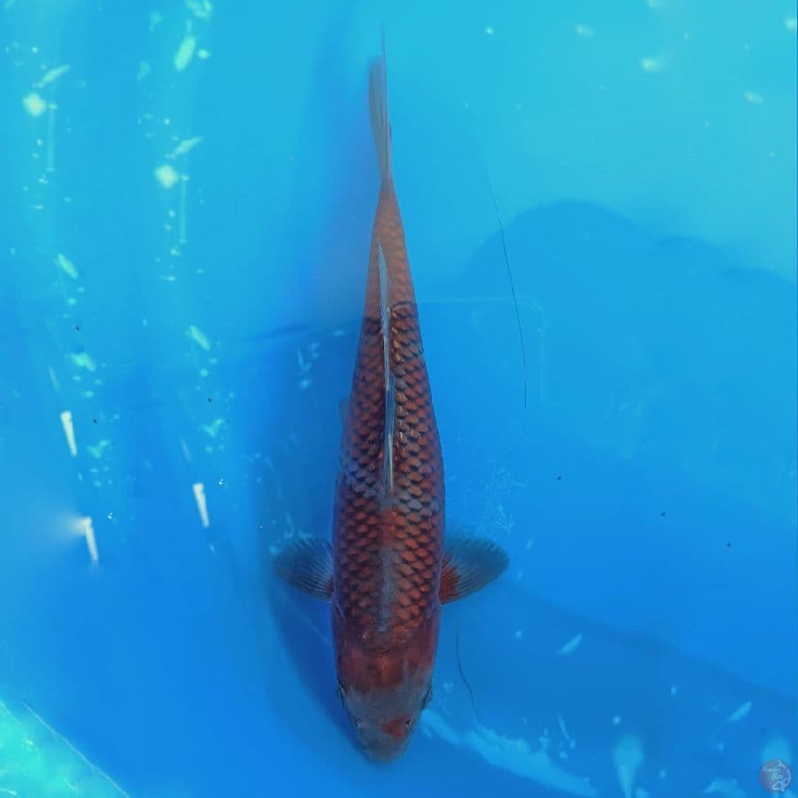 26, Ochiba