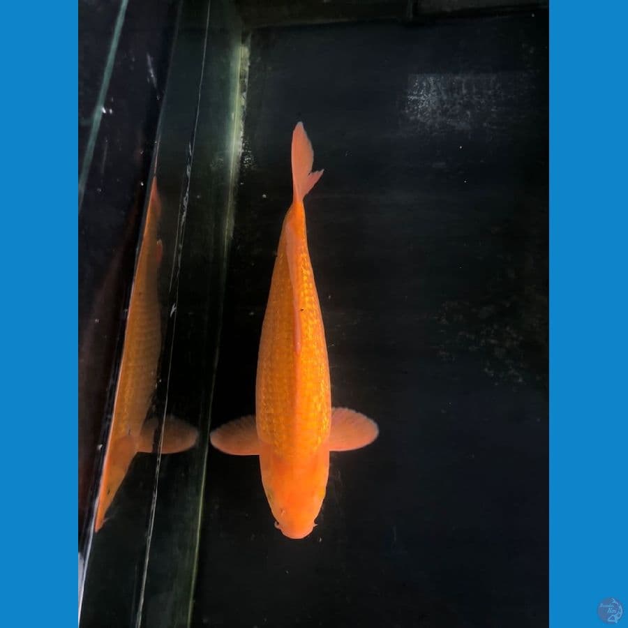 Karashi mango M47cm