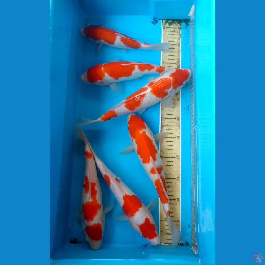 Kohaku 24/31cm