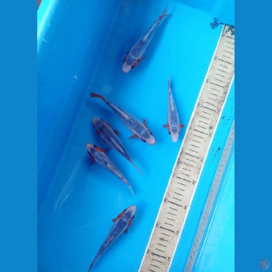 Paket asagi 6ekor