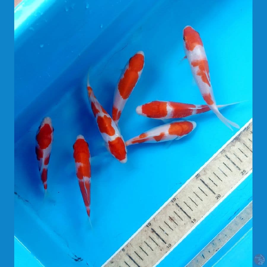 Paket kohaku 7ekor