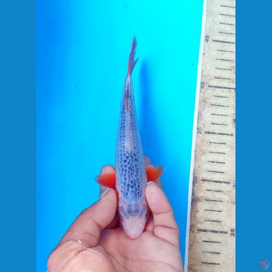 Asagi 17cm