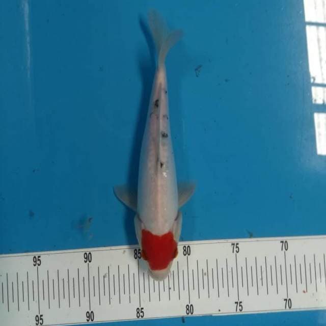 30bu Tancho Tategoi