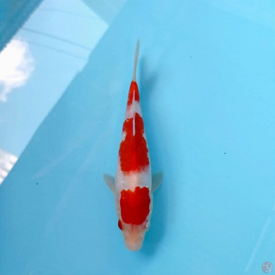kohaku, 21 cm