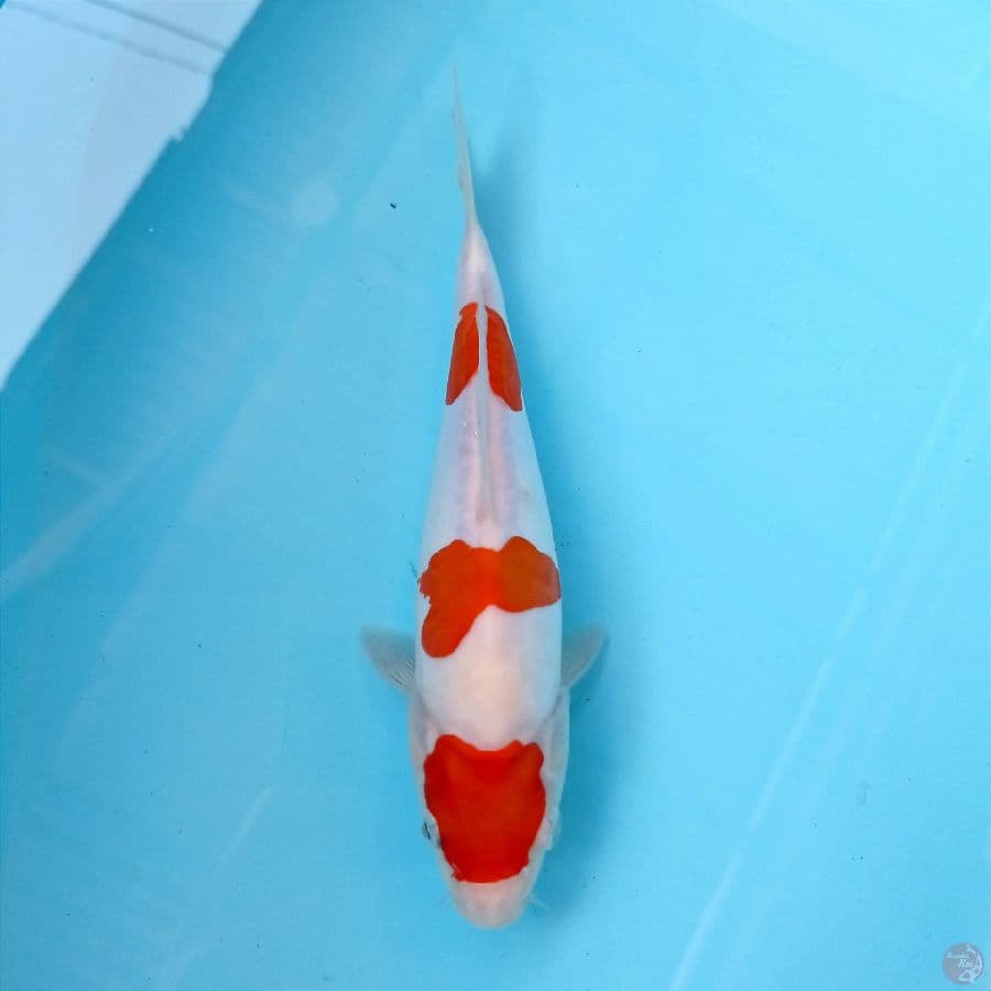 kohaku doits, 20 cm