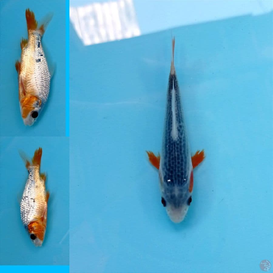 asagi, 12 cm
