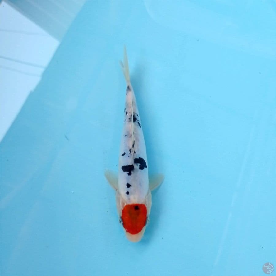 tancho doitsu, 18 cm