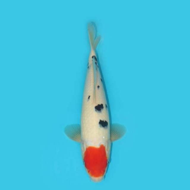 TANCHO SANKE 30 CM