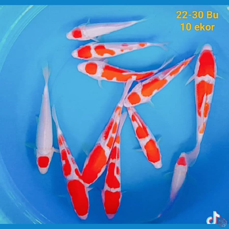 kohaku n tancho kohaku 22-30 bu