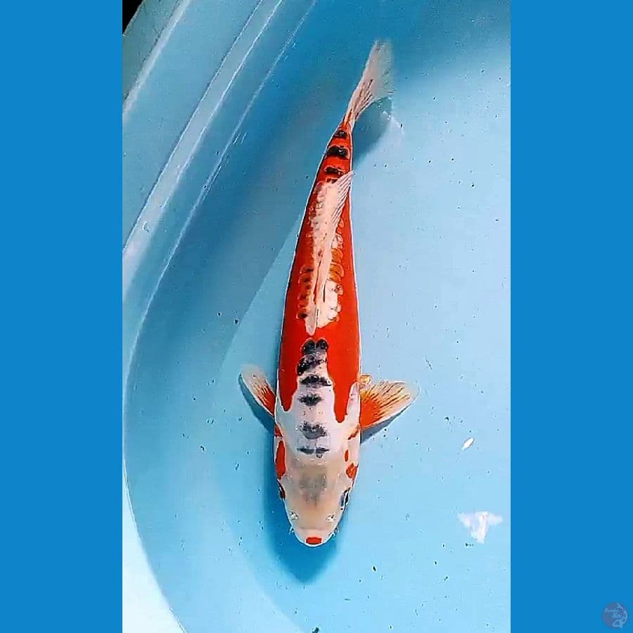 36 cm red strong sushui