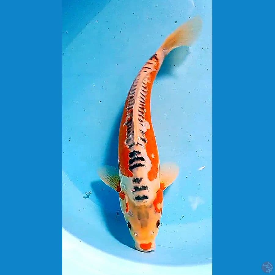 33 cm bahan keep male
