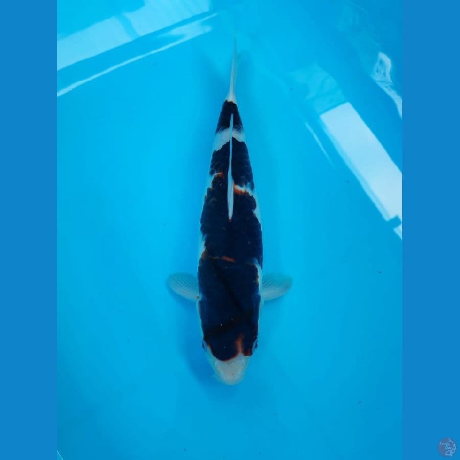 goromo 35cm/male