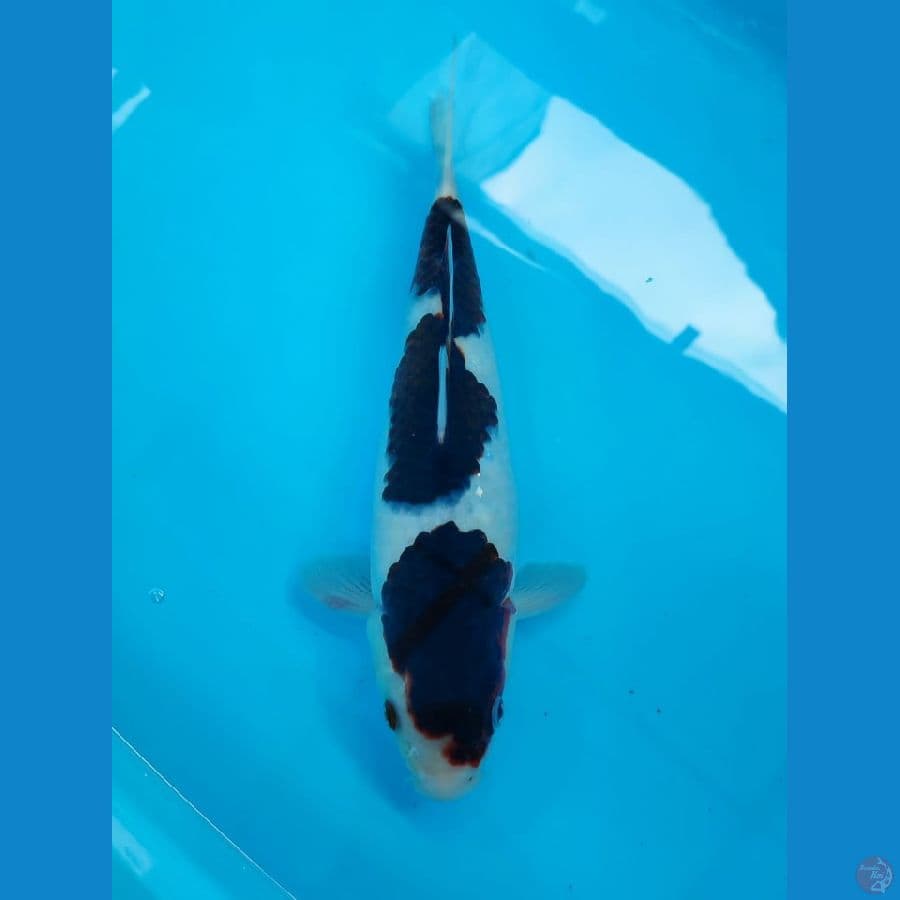 goromo 33cm/fm