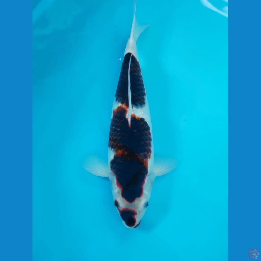 goromo 35cm/fm