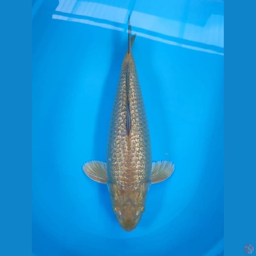 midori 42cm/male