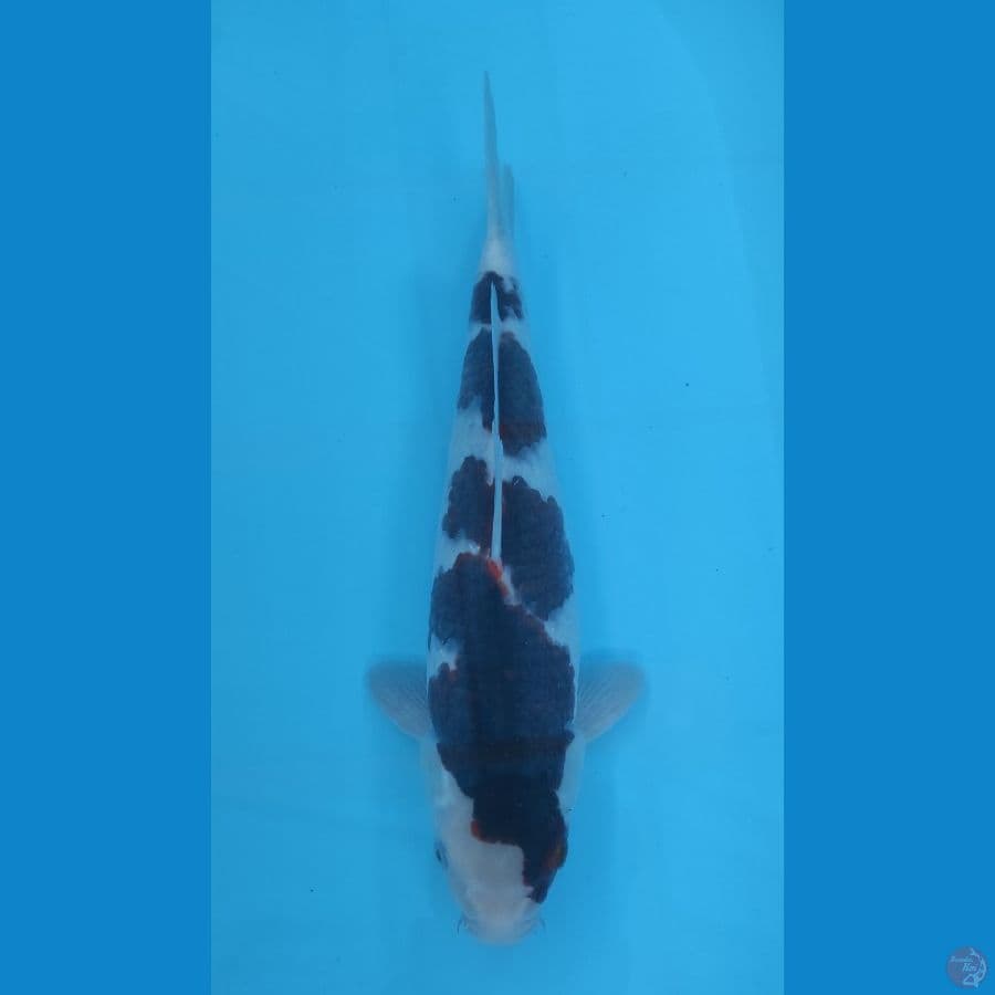 goromo 35cm/male