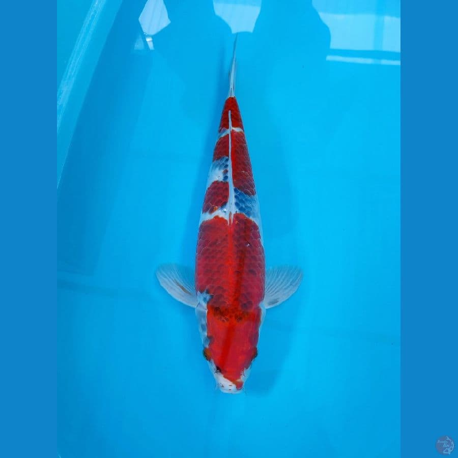 AF - GOSHIKI 44CM