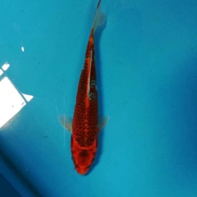 25bu Goshiki