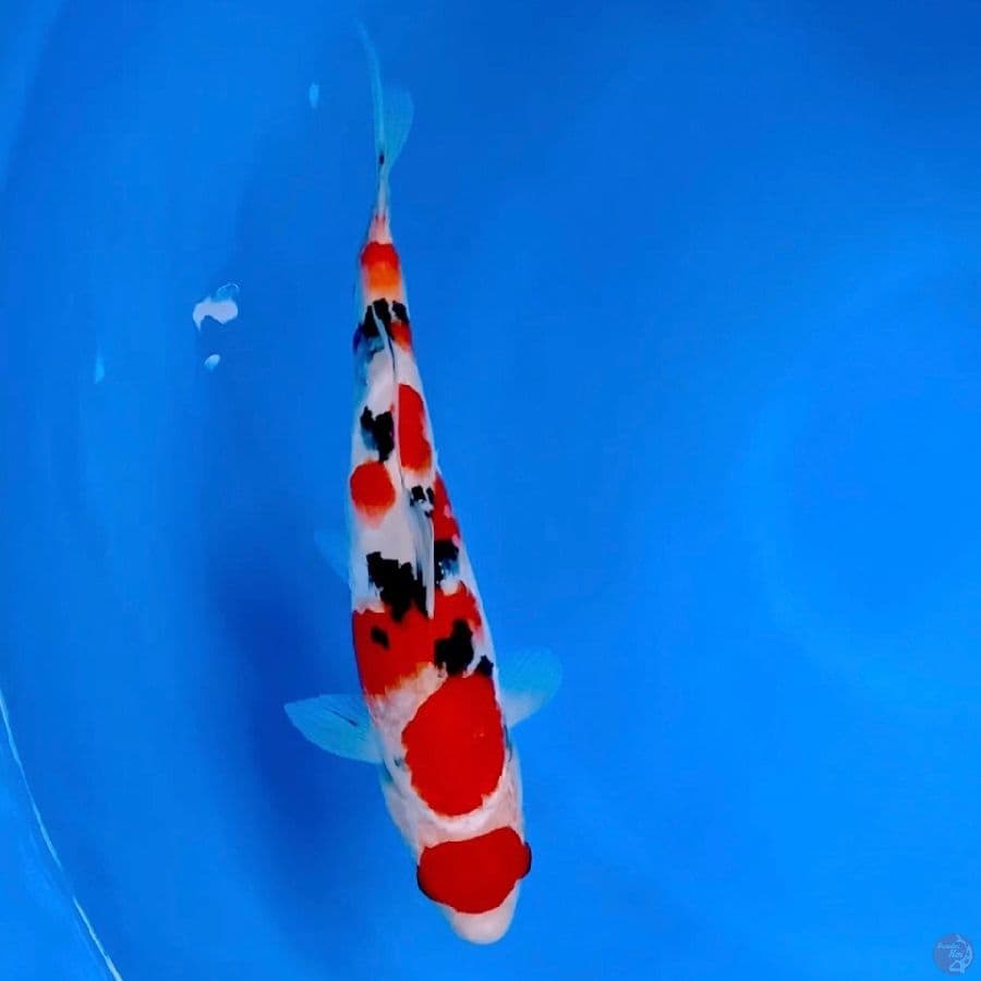 Sanke 32cm Male