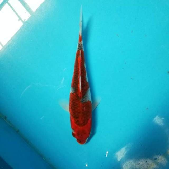 25bu Goshiki