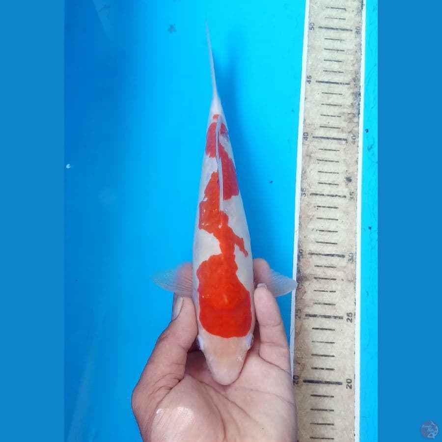 Kohaku inazuma 27cm
