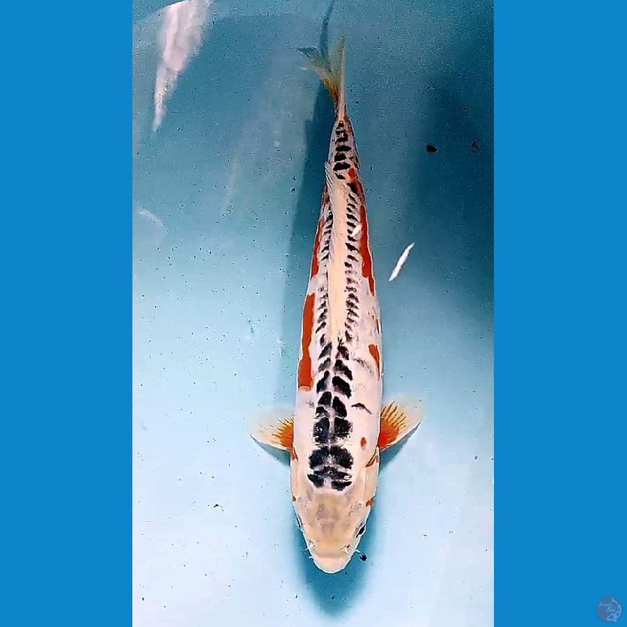 34 cm hana sushui