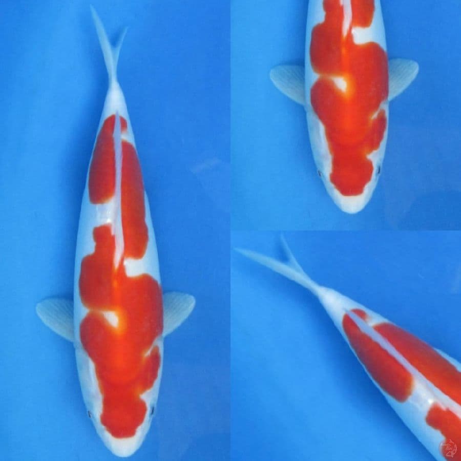28cm , Kohaku Doitsu Murni