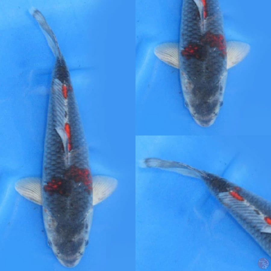 37 cm , Super Male Kawari