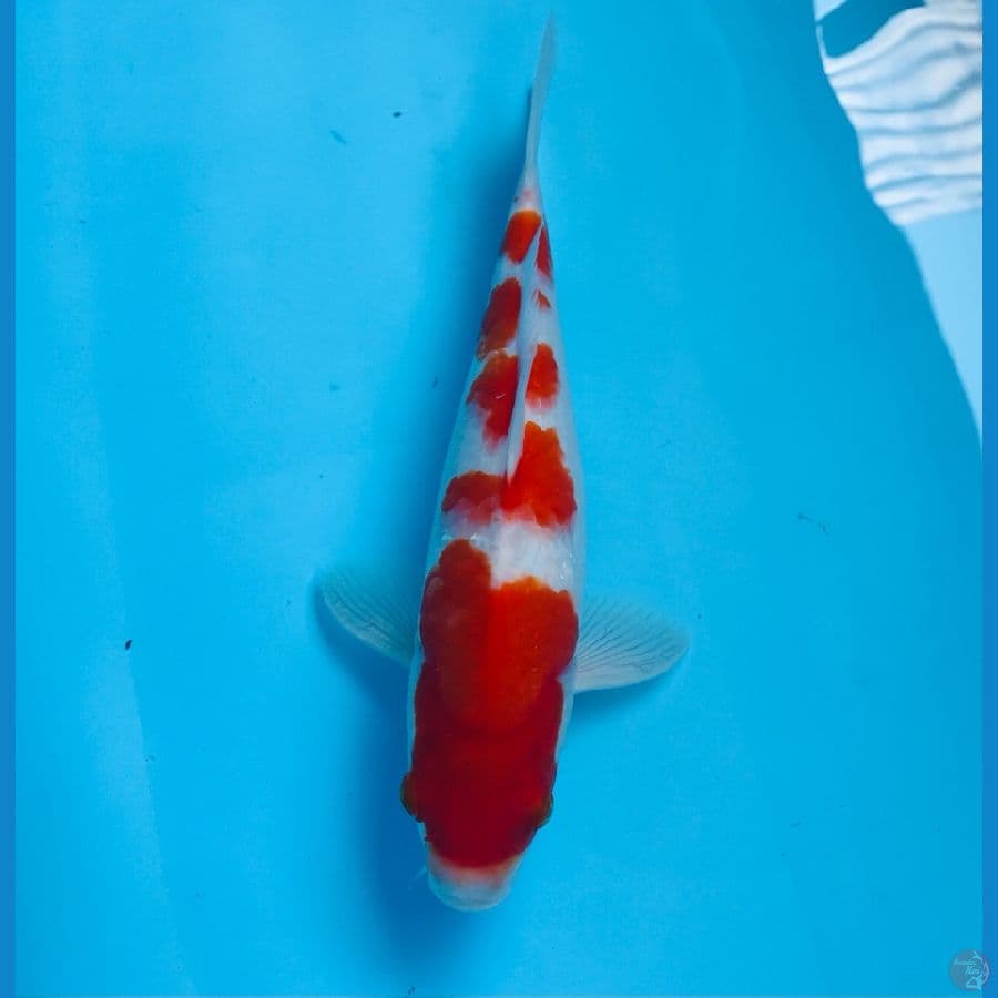 kohaku 28cm