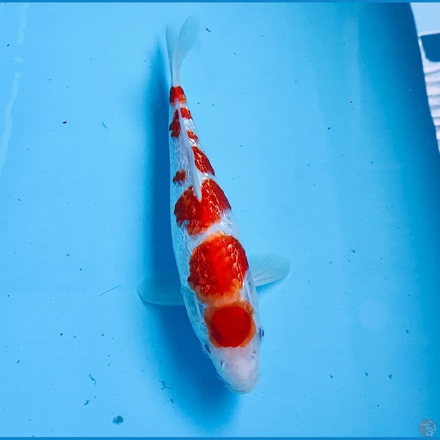 kohaku ginrin 26cm