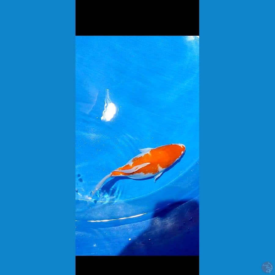shotbodiy 28 cm