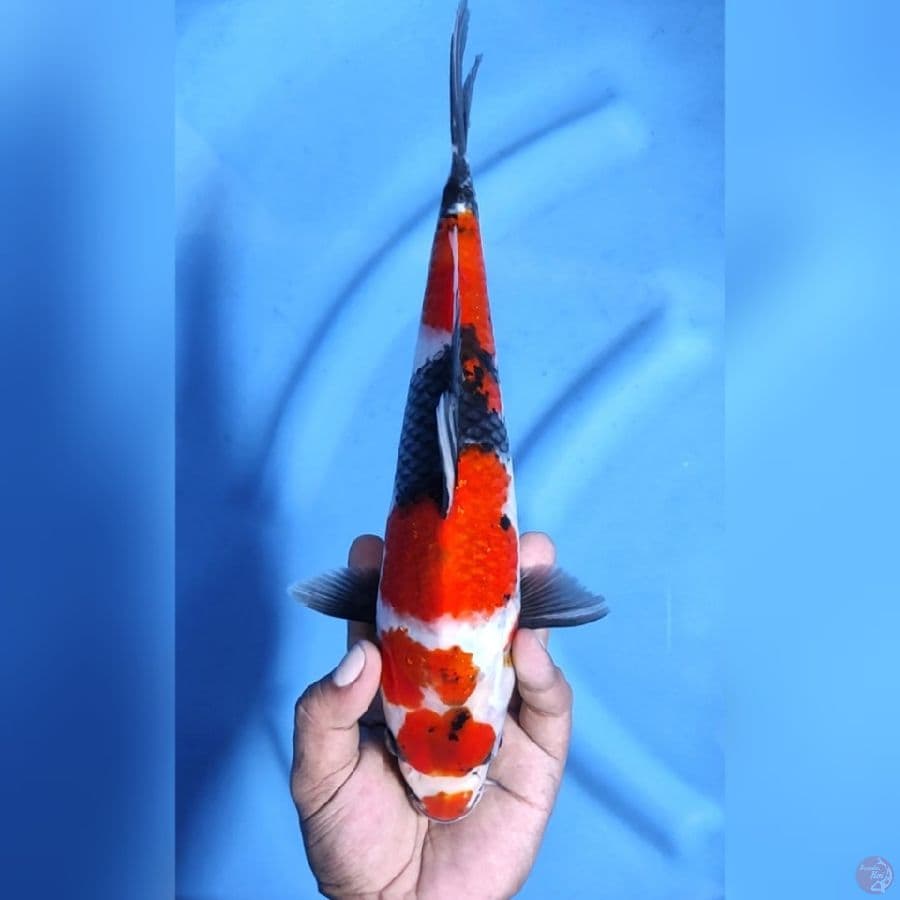 ( 32CM ) MARUTEN SHOWA ORI - FEMALE