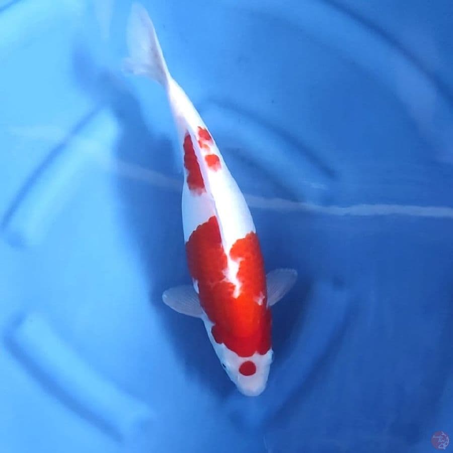 ( 36CM ) KOHAKU ORIGINAL - FEMALE